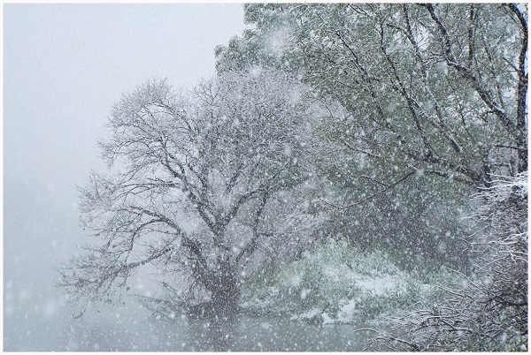 春の雪